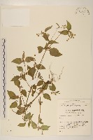 小米菊藏品圖，第1張