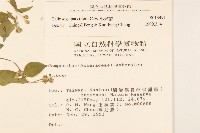小米菊藏品圖，第2張