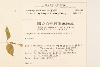 小米菊藏品圖，第2張
