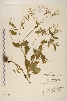 小米菊藏品圖，第1張