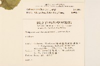 小米菊藏品圖，第2張