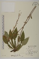 臺灣鬼督郵藏品圖，第1張