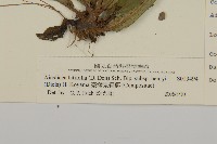 臺灣鬼督郵藏品圖，第3張