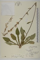 臺灣鬼督郵藏品圖，第1張