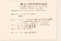 矮菊藏品圖，第2張