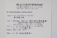 紫花鳳仙花藏品圖，第2張