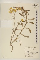 鼠麴草藏品圖，第1張
