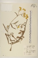 鼠麴草藏品圖，第1張