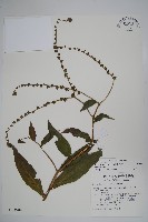 琉璃草藏品圖，第1張