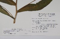 琉璃草藏品圖，第2張