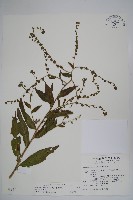 琉璃草藏品圖，第1張