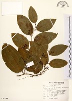 糙莖菝契藏品圖，第1張