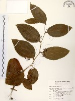 糙莖菝契藏品圖，第1張