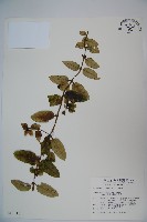 無梗忍冬藏品圖，第1張