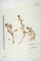 臺灣山芥菜藏品圖，第1張