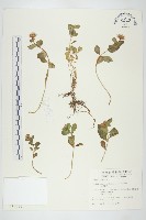 火焰草藏品圖，第1張