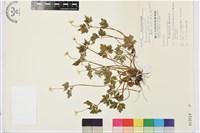 匍枝銀蓮花藏品圖，第1張