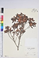 登錄號:S013527藏品圖，第1張