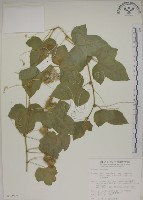 毛西番蓮藏品圖，第1張