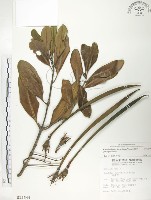 水筆仔藏品圖，第1張