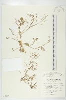 焊菜藏品圖，第1張