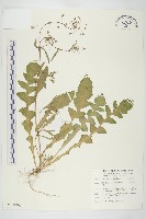 薺藏品圖，第1張