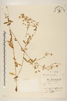 白頂飛蓬藏品圖，第1張