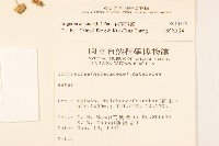 白頂飛蓬藏品圖，第2張