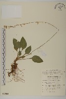 臺灣鬼督郵藏品圖，第1張