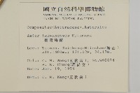 臺灣馬蘭藏品圖，第2張