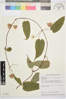 薄單葉鐵線蓮藏品圖，第1張