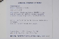 阿里山十大功勞藏品圖，第2張