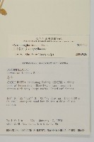 球序卷耳藏品圖，第2張