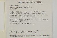 草珊瑚、紅果金粟蘭藏品圖，第2張