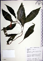 角桐草、台灣半蒴苣苔藏品圖，第1張