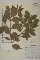 菱葉衛矛藏品圖，第1張