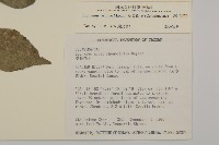 菱葉衛矛藏品圖，第2張