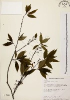 山胡椒藏品圖，第1張