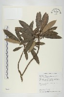 耿氏虎皮楠藏品圖，第1張