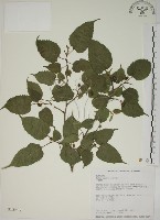 小桑樹藏品圖，第1張