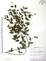 燈稱花、烏雞骨藏品圖，第1張