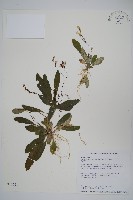 哈哼花藏品圖，第1張