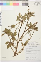 水辣菜、禺毛茛藏品圖，第1張