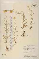 鼠麴草藏品圖，第1張