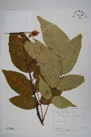 鐘萼木藏品圖，第1張