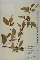 佩羅特木藏品圖，第1張