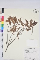 錐果櫟藏品圖，第1張