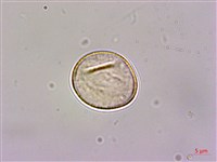 石菖蒲藏品圖，第1張