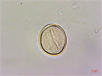 石菖蒲藏品圖，第2張