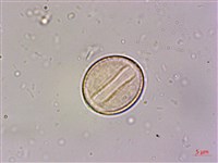 石菖蒲藏品圖，第3張